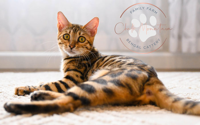 bengal kittens for sale